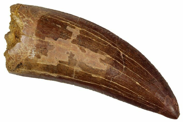 Serrated, Carcharodontosaurus Tooth - Real Dinosaur Tooth #242596